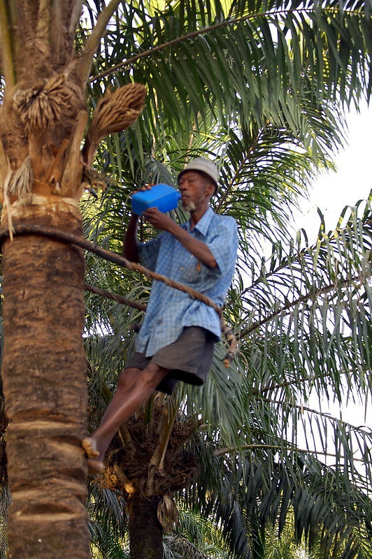 Palm Wine Tapper - Sourcing distillate for Ogogoro, Nigeria, Nenwe 2007
